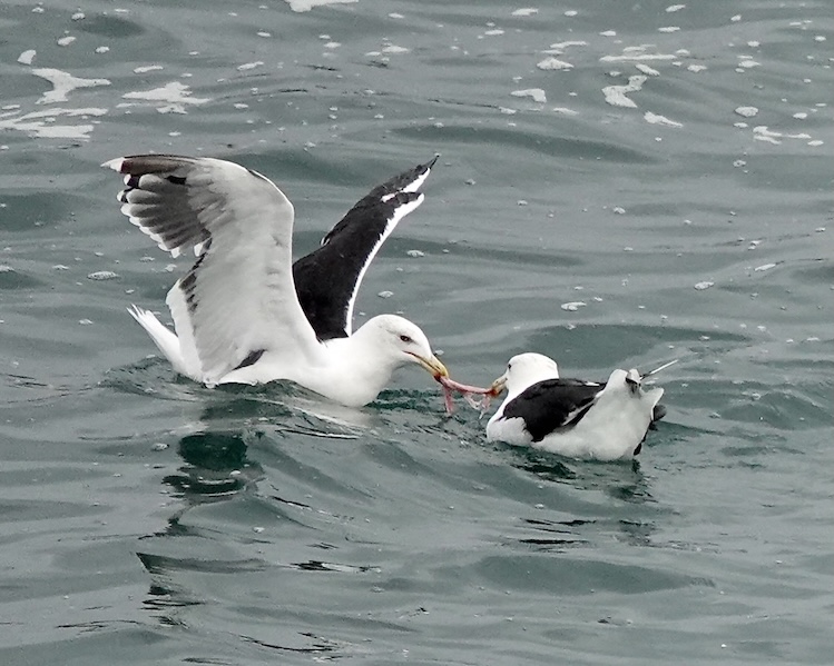 great black-backed gull